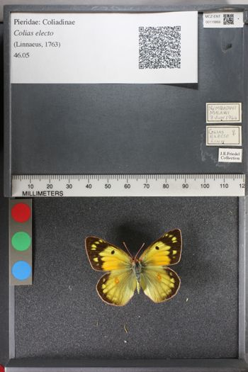 Media type: image;   Entomology 118866